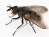 Cyzenis albicans